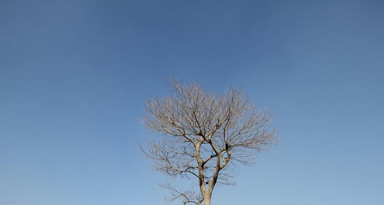 佳能550D效果如何？使用者真实评价（佳能550D性价比高于预期，图像质量令人惊艳）