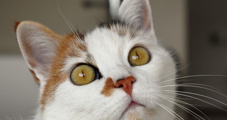 猫的眼睛是窥探灵魂的窗户（瞳孔的变化揭示出猫内心的秘密）