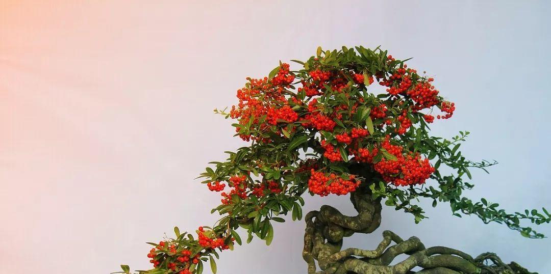 宜花花卉（品质卓越，种类繁多，以宜花花卉打造梦幻花园）